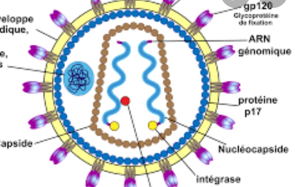 Li virus du VIH 