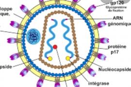 Li virus du VIH 